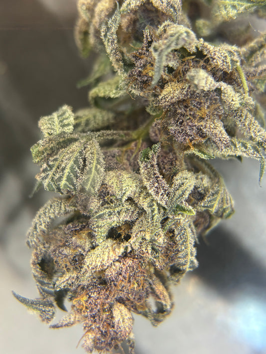 THCa Flower In stock